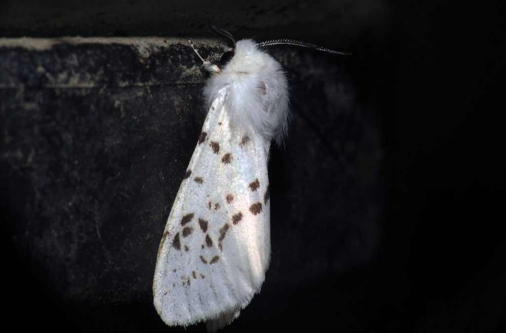 Spilosoma lubricipeda